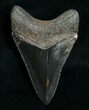 Sharp Megalodon Tooth #6375-1